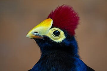 Ross's Turaco - Tauraco rossae, beautiful colored bird from African forests and woodlands, Uganda.