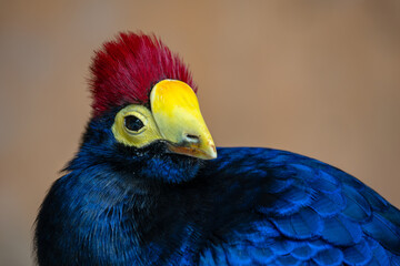 Ross's Turaco - Tauraco rossae, beautiful colored bird from African forests and woodlands, Uganda.