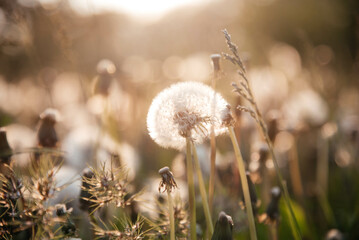 Delicate fluffy afterflowers of dandelions in the meadows on sunny spring days. 