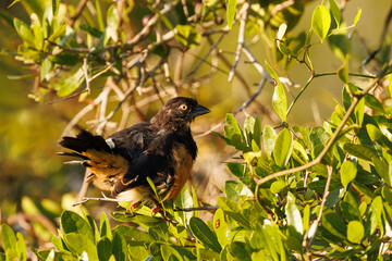 Eastern towhee (Pipilo erythrophthalmus) in the morning sun in Palmetto 