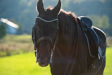 portrait of beautiful black dressage stallion posing in nice green grass Alpine  meadow at sunny...