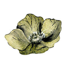Watercolor dark grey hellebore flower isolated on white background. Gothic floral botanical Illustration hand drawn. Gothic Dark Wedding Decoration in vintage style. Element for invitation, backdrop
