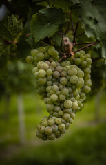 grapes on vine