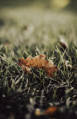 autumn leaf on the ground