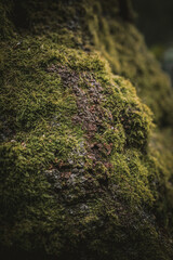 green moss on the stone