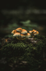 mushroom in the forest