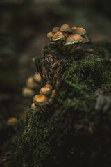 mushroom in the forest