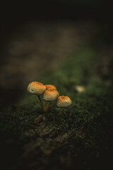 mushrooms in the forest