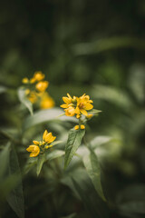 yellow flowers in the garden