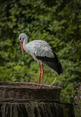 white stork in the nest