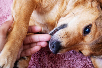 A domestic dog bites fingers close up