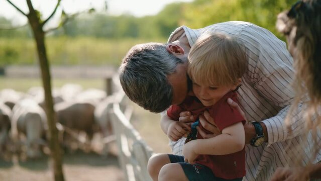 Father and mother hug and kiss their little son playing together while visiting a sheep farm for summer vacation