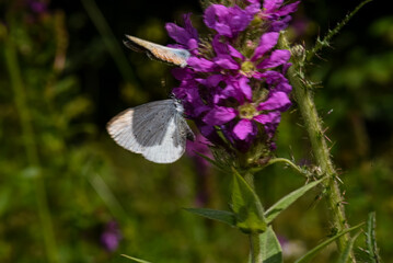 Beautiful butterfly in the Carpathian mountains of Ukraine