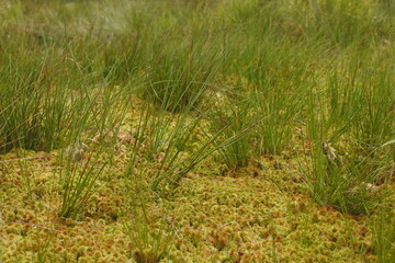 Moss on the surface of the swamp. Background with green swamp vegetation.