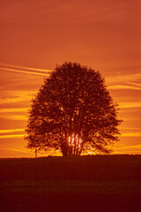 A lonely tree in a field during a beautiful sunset - 652301037