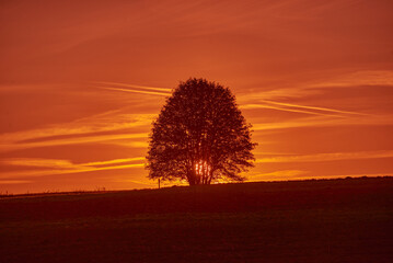 A lonely tree in a field during a beautiful sunset - 652301088