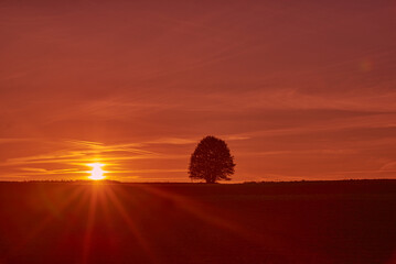 A lonely tree in a field during a beautiful sunset - 652301089