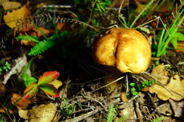 Pilze wachsen im Wald.Steinpilz.Birkenpilz.Hallimasche.Fuchs.Trüffel.Butterpilz. Austernpilz (Pleurotus ostreatus).Nahaufnahme Makro.Gesunde Lebensmittel und Medikamente werden verwendet.Postkarte	