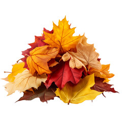 Fototapeta premium a Pile of colorful autumn leaves with transparant background.