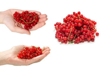 Tasty red currant in woman hand isolated on white background.