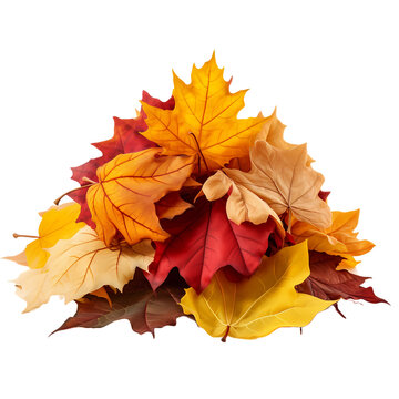 a Pile of colorful autumn leaves with transparant background.