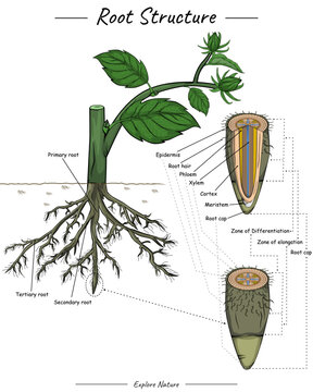 Root structure