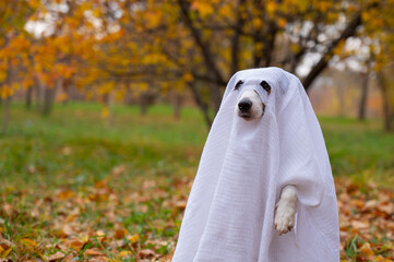 Jack Russell Terrier dog in a ghost costume in the autumn forest. 