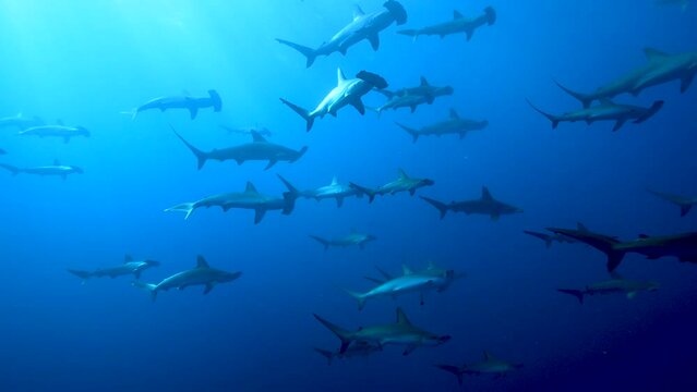 ハンマーヘッドシャーク(アカシュモクザメ)大群01_神子元島 2023.8.3