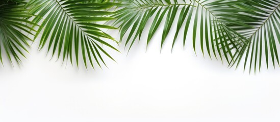 White background with attractive palm leaf