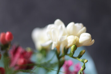 Fototapeta premium White freesia flowers. White fragrant spring flowers on dark background, Freesia bouquet. 
