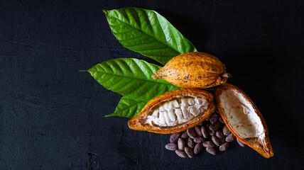 Half Ripe cacao pods and yellow cocoa fruit with brown dry cocoa beans on black wooden background,Top view