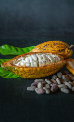 Close-up of Half Ripe cacao pods and yellow cocoa fruit with brown dry cocoa beans on black wooden background