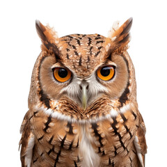  Eastern screech owl face shot isolated on transparent background