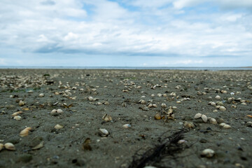An empty seaside during a gloomy day in the cold season, featuring a barren beach with seashells scattered along the shore