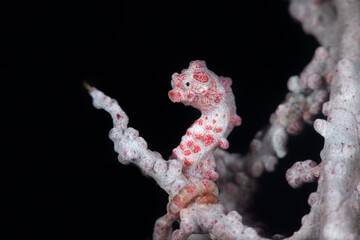 Pygmy Seahorse - Hippocampus bargibanti. Underwater macro world of Tulamben, Bali, Indonesia. © diveivanov