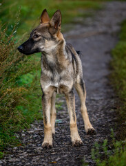 Portrait of a German Shepherd dog standing on a dirt road.