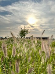 Photo of natural scenery with green forests, parks, and animals