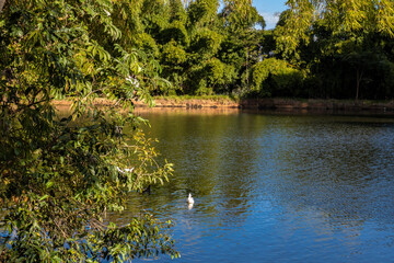 View of the lake with ducks swimming in the woods in Brazil