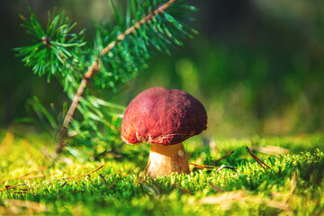 Mushroom Boletus Edulis  in green moss close-up. Natural background.