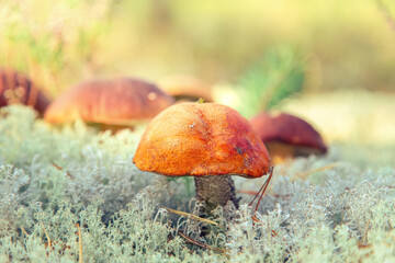 Boletus Edulis and Aspen boletus in reindeer moss close-up.