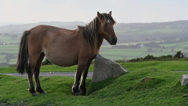 Dartmoor pony getting releif from a stone