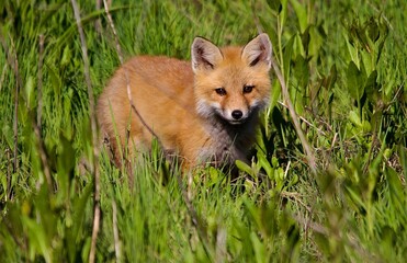 Red Fox pup