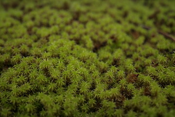 Close-up of green moss growing on a rock. The moss is dense and lush