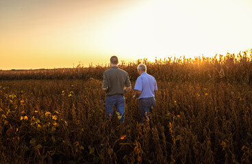 Fototapeta na wymiar Rear view of two farmers walking in a field examining soy crop.