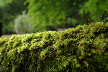 Close-up of green moss growing on a wood. The moss is dense and lush in green forest 