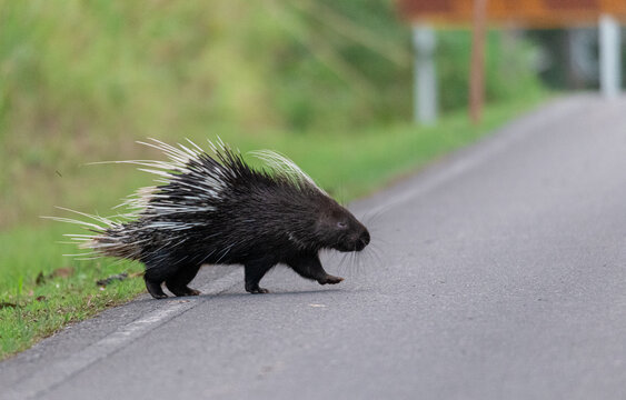 A porcupine is crossing  road.