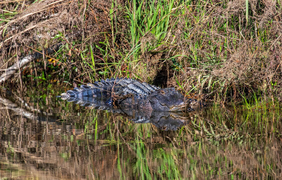 North Carolina Alligator in a pond