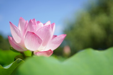 横浜、公園、三重塔、ハス、蓮の花、蓮、ピンク、花、空、緑、葉、植物、自然、