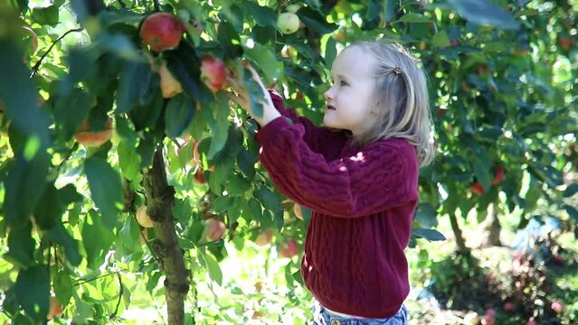 Adorable preschooler girl picking red ripe organic apples in orchard or on farm on a fall day - Powered by Adobe