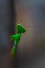 green praying mantis